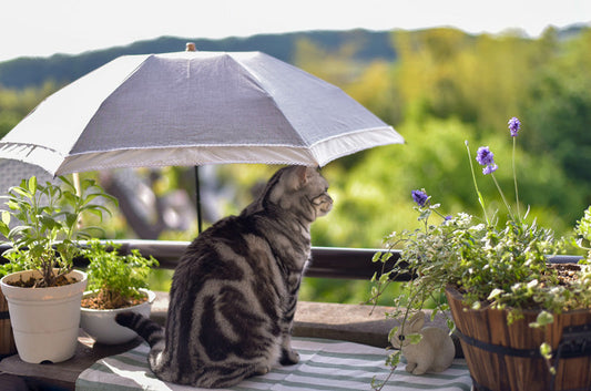 猫ちゃんも熱中症になる？自宅でできる対策や応急処置