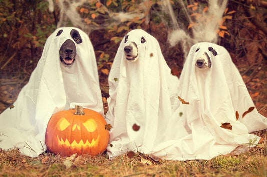 ペットと楽しむハロウィン！《 アメリカ ボストンのハロウィンペットパレード 》