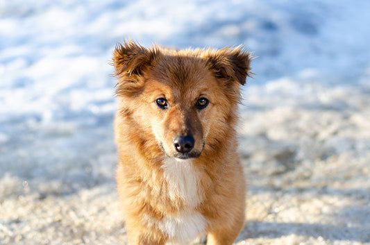 意外と知らない！保護犬を選ぶ大きなメリット