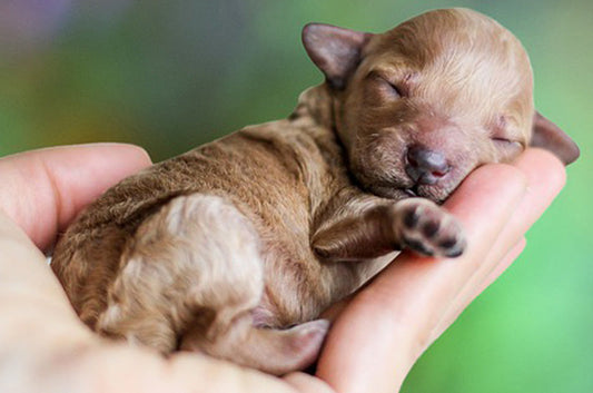 ペット保険は必要？入るタイミングや選び方