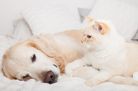 動物看護師がドキッとする主訴！すぐに受診してほしい症状とは
