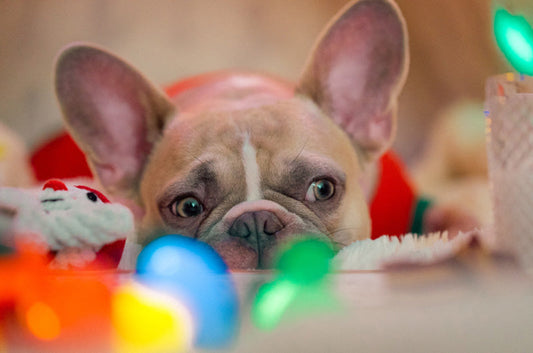 冬に多いペットの病気。クリスマスにも要注意！