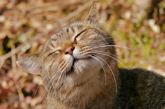 寿命は猫種によって違う？一番ご長寿な猫ちゃんとは