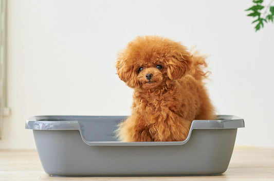 瞬殺で売り切れてしまう、話題の猫・犬両用トイレ【Kitty and Puppy Pan】