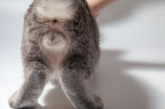 お尻が臭い！？猫ちゃんの肛門腺は絞ったほうがいい？
