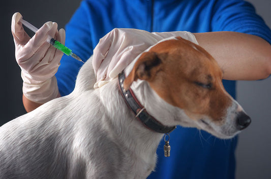 狂犬病は致死率100％！日本でも感染の可能性はある？ワクチンは本当に必要？
