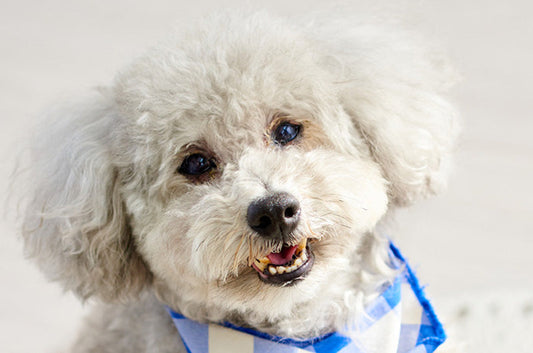 犬の去勢手術、どんなメリットがある？気になるデメリットとは