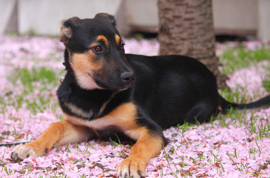 【2025年最新版】狂犬病予防注射を打つ時期は？必要な手続きや金額とは