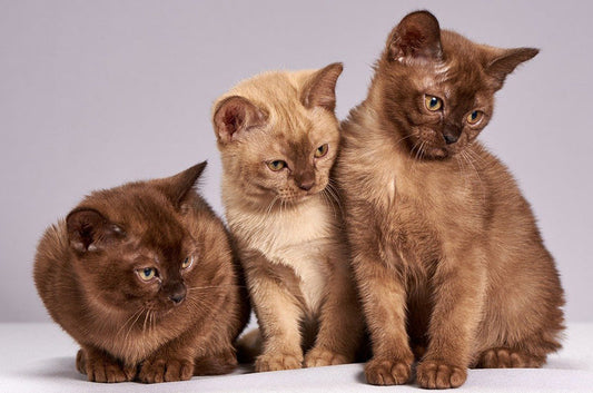 健康でもリスクはある？知っておきたい【麻酔】のこと