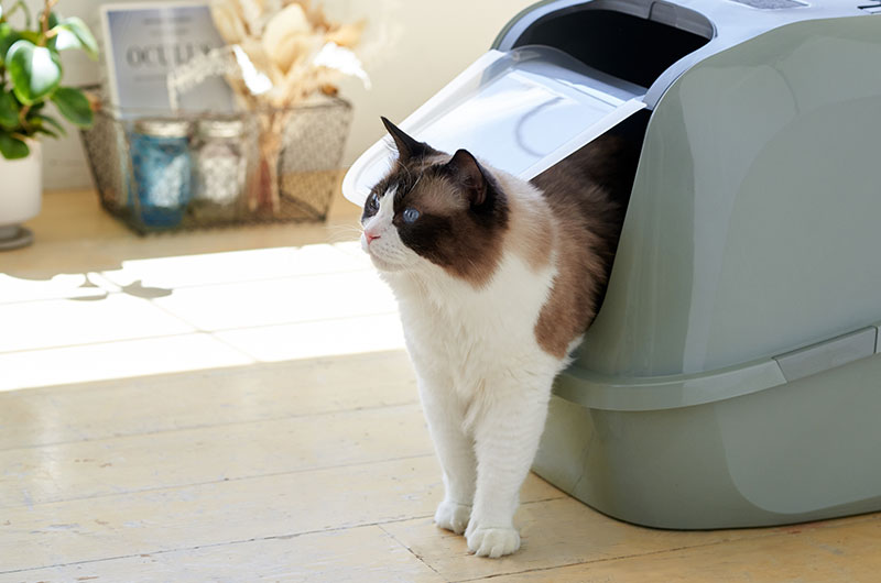 大型猫ちゃん御用達！フード付きの大型猫トイレで飛び散りも防ぐ『メガ