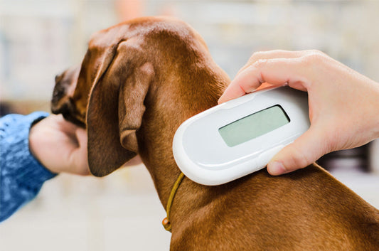 【2022年6月施行】マイクロチップの義務化に伴い必要な移行手続きとは？