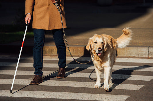 実は知らない【盲導犬】のこと。デビュー前や引退後の生活とは？