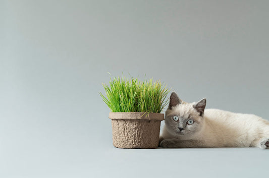 猫草の育て方｜海外で話題の「猫草の庭」を水耕栽培でつくる方法
