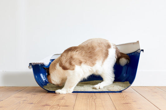 猫砂を食べてしまう理由とその対策