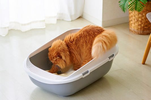 猫砂選びに迷ったら…お得な「お試しセット」で愛猫のお気に入りを見つけよう！