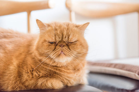 猫トイレのお悩みはアイテム選びで解決！便利な新商品が続々登場♪