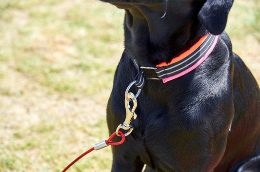 リードは愛犬の命を守る。すべての子に着用を！