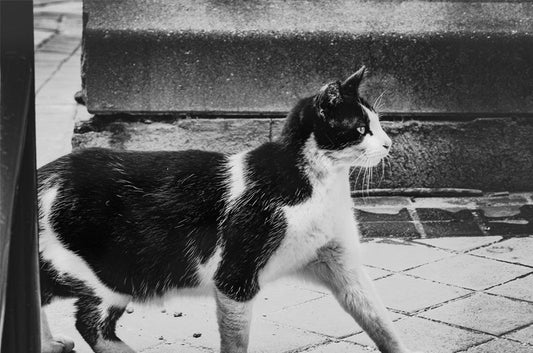 可愛いけど困ってしまう…野良猫トラブルの解決方法