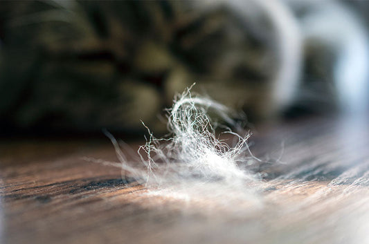 猫の抜け毛が多い！？病院へ連れて行くべき？原因や対策