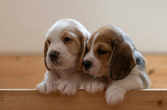 犬のお迎え準備にこれがあれば大丈夫！ 5つのマストアイテムは？