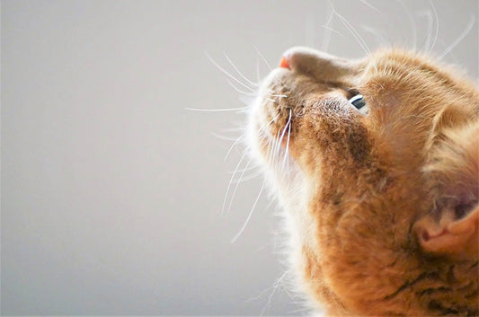 【猫砂選び】香り付きと無香料どっちがいい？ それぞれの特徴とおすすめ商品をご紹介