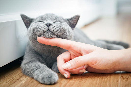 おしっこが全く出ない！猫ちゃんの尿路閉塞の危険や治療方法とは
