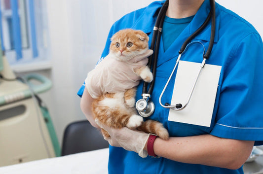 愛が溢れる飼い主さん！動物病院での珍エピソード