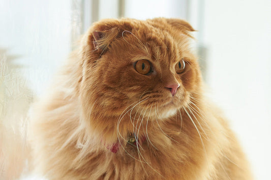 【ペット別】ペットに掛かる年間費用はどれくらい？