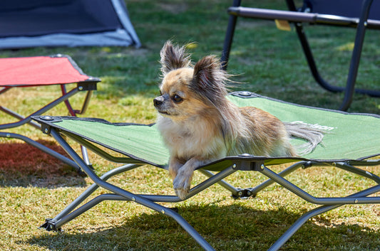 【アウトドア派必見】愛犬とのキャンプにベッドという新常識。ポータブルポップアップベッド