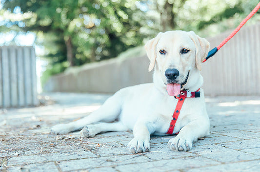 盲導犬育成に携わる。パピーウォーカーになるための資格や役割とは？