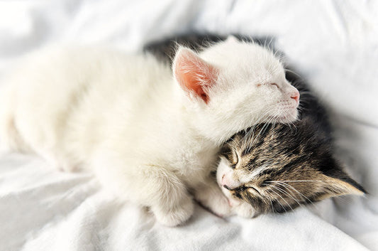 男の子と女の子は何が違う？猫ちゃんの性別の違いが気になる飼い主さん必見♪