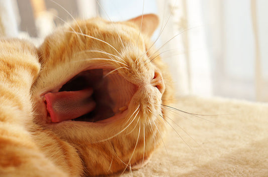 【第2弾】猫種でちがう？動物病院での処置の受け方と性格の違い