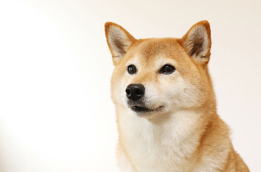 【ペット雑学】柴犬の”柴”って？ワンちゃんの意外な語源を大調査