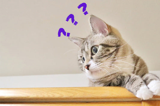 OFTの猫砂、最近質が落ちた？固まりにくい、消臭できない…そんな疑惑にお答えします！