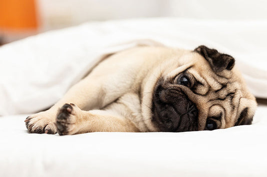 愛犬のいびき...実は要注意！軟口蓋過長症を知っていますか？