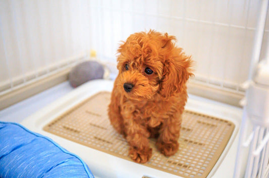 気になる室内犬のトイレのしつけ方！失敗なしの裏技もご紹介♪