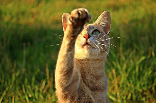 猫が爪とぎする理由とは？自宅でできる対策方法をご紹介！