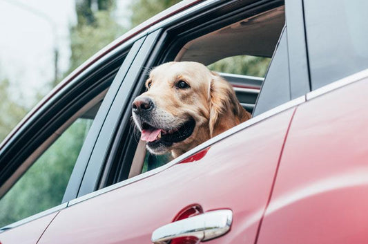 日本の飼い主も求めてる？ 米国ではじまったUber Pet（ウーバーペット）