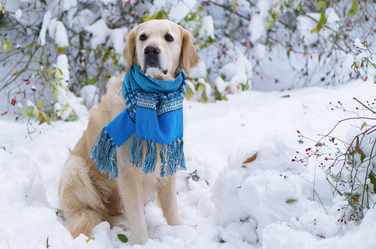 冬の犬の散歩に注意！不凍液（クーラント）や融雪剤、ヒートショックの危険を知る